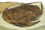 Lower Cambrian Trilobite (Neltneria) - Issafen, Morocco #189923-2